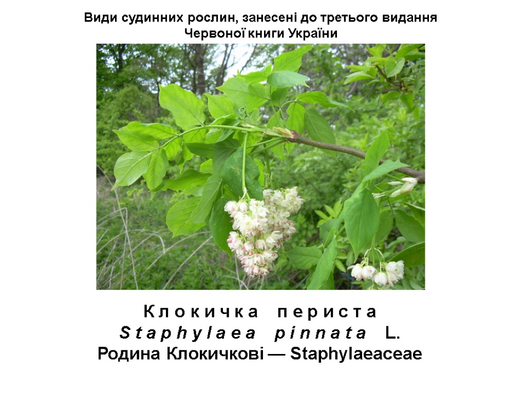 Види судинних рослин, занесені до третього видання Червоної книги України К л о к